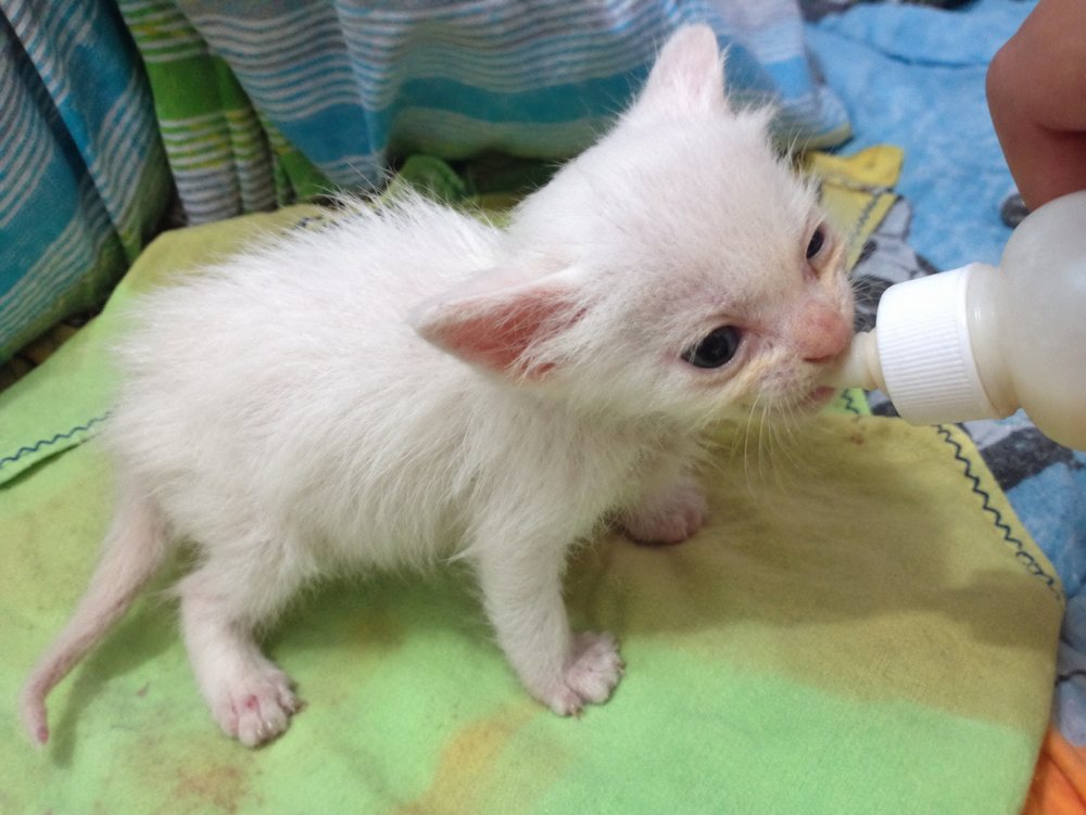 Filhote branco de gato mamando na mamadeira, apoiado de barriga para baixo sobre uma manta