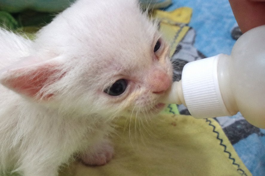 Rosto de um filhote branco de gato mamando na mamadeira