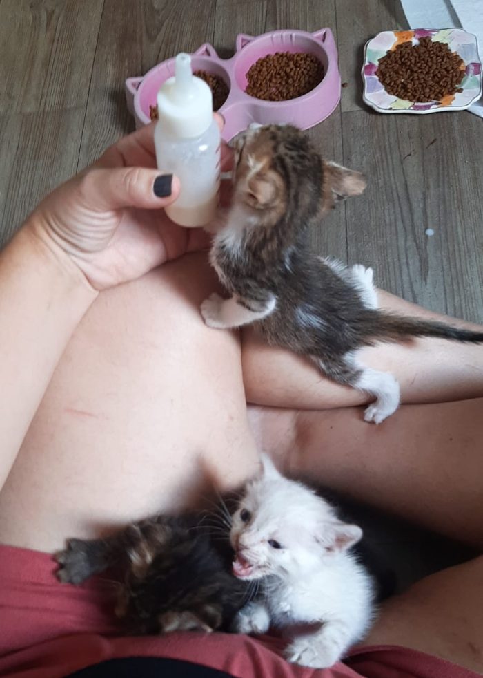 Três gatinhos resgatados no colo de uma pessoa, um deles se agarrando à mamadeira com leite